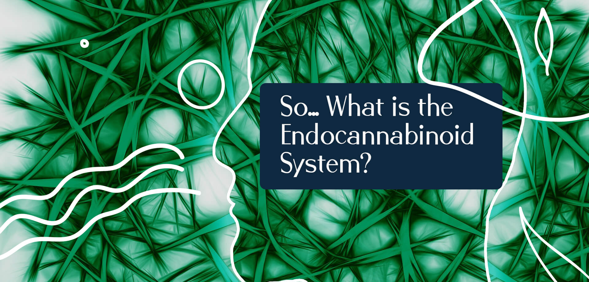 So… What Is The Endocannabinoid System Botanicam