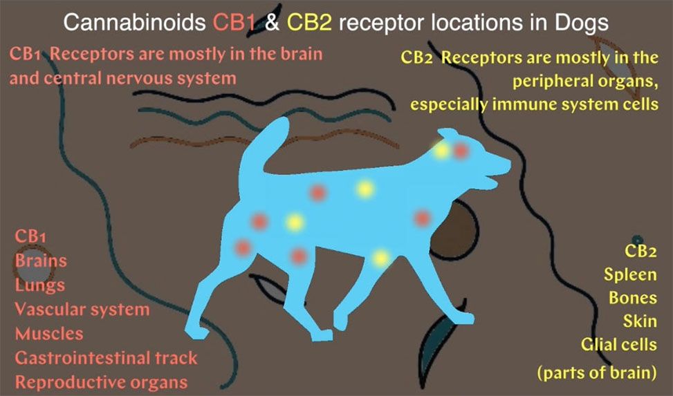 dogs-cbd-receptors